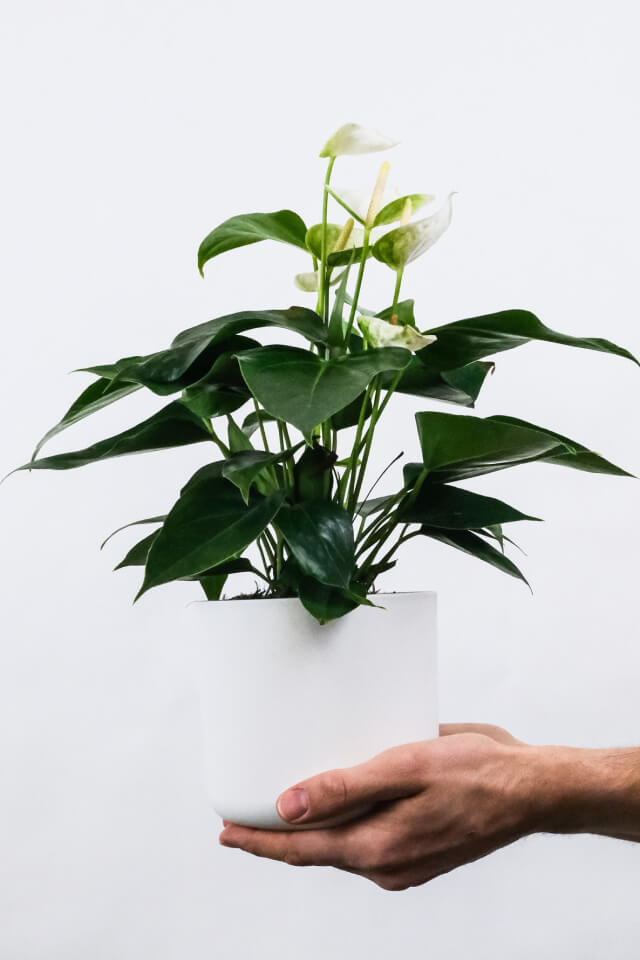 Golden Pothos Pole - الصورة 2