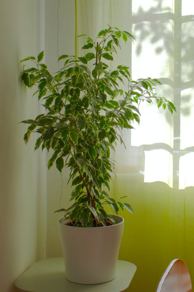 Aralia Ming - الصورة 2