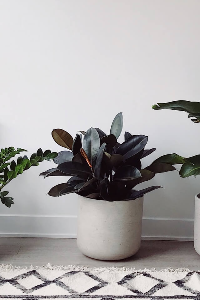 Hoya Obovatum - الصورة 2