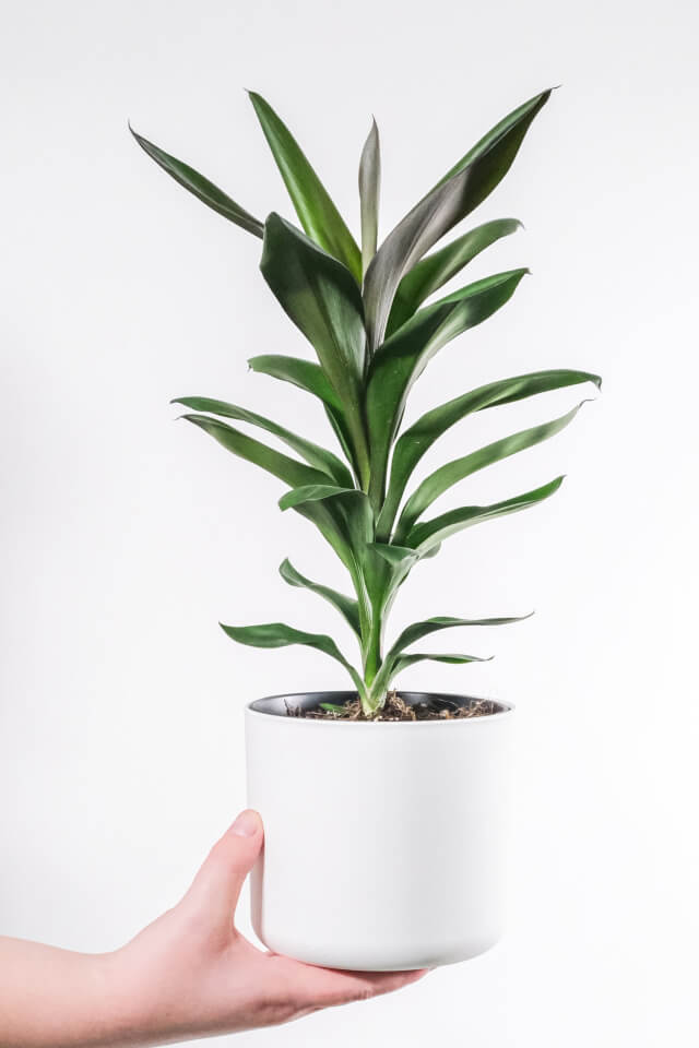 Dracaena Lisa - الصورة 2