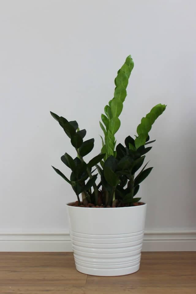 Zz Plants - الصورة 2