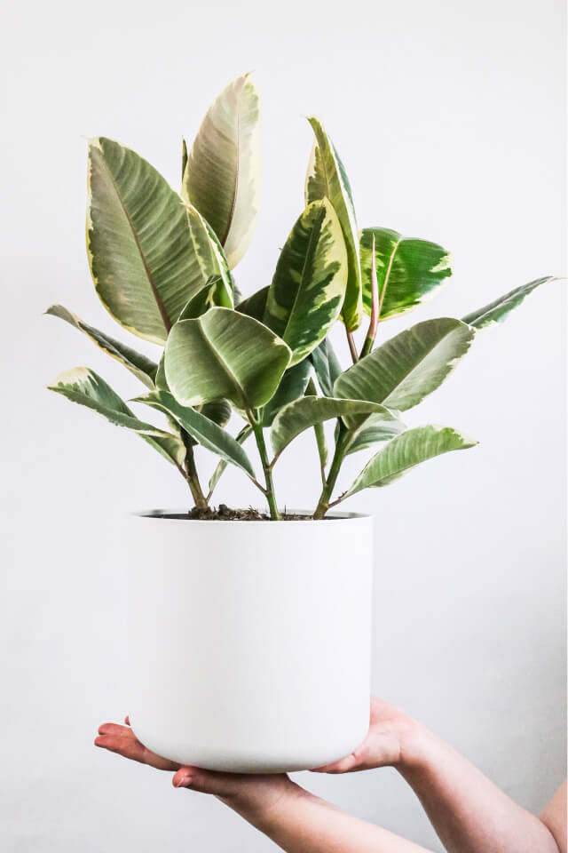 Calathea Beauty Star - الصورة 2