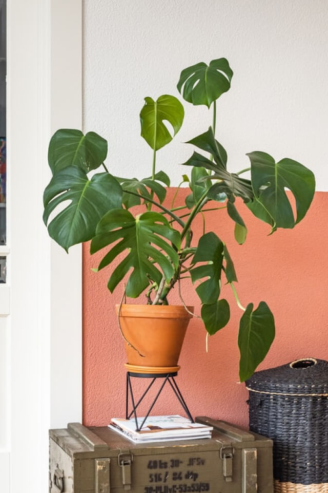 Monstera Deliciosa - الصورة 2